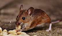 24-hour-pest-control Experts in Dearborn